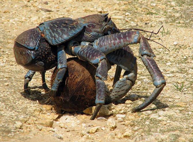 1. Le crabe de cocotier qui peut atteindre 1 mètre denvergure
