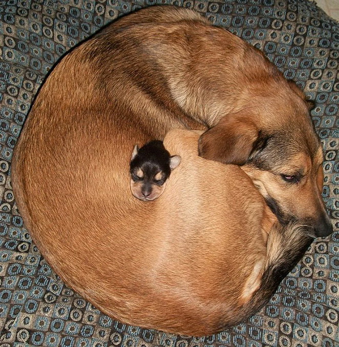 1. Un chiot avec sa maman et 2 louveteaux