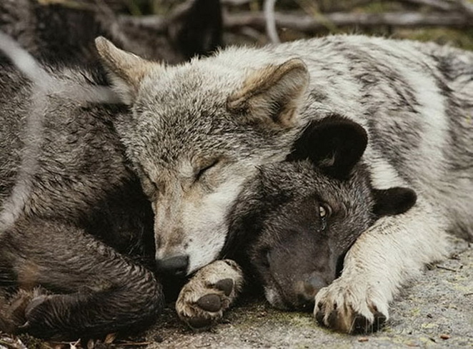 1. Un chiot avec sa maman et 2 louveteaux