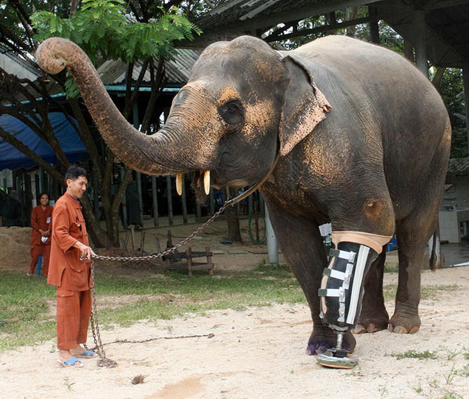 1. Un chien Ã  roulette et un Ã©lÃ©phant de 48 ans qui a perdu une patte