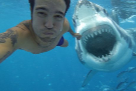 1. Un requin derriÃ¨re ce nageur en apnÃ© et un petit chaton