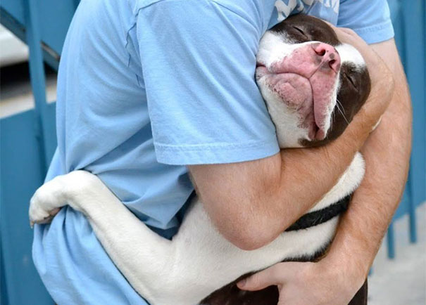 2. Un gros calins pour ces deux chiens avec leur maitre