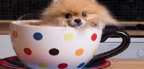 38 photos trop mignonnes danimaux dans des tasses