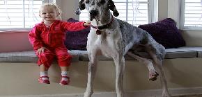 20 photos de bÃÂ©bÃÂ©s qui font la pose avec leur chien gÃÂ©ant