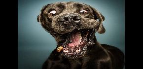20 photos etonnantes de chiens qui sapprÃÂªtent ÃÂ  attraper de la nourriture en vol 