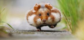 Les 50 photos de Hamster les plus adorables et Ã©tonnantes du web 