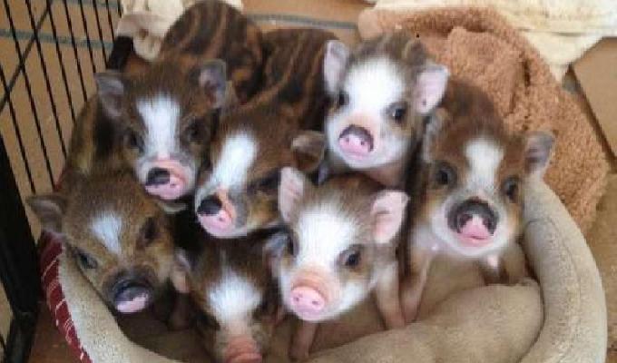 24 petits cochons mignons à en tomber 