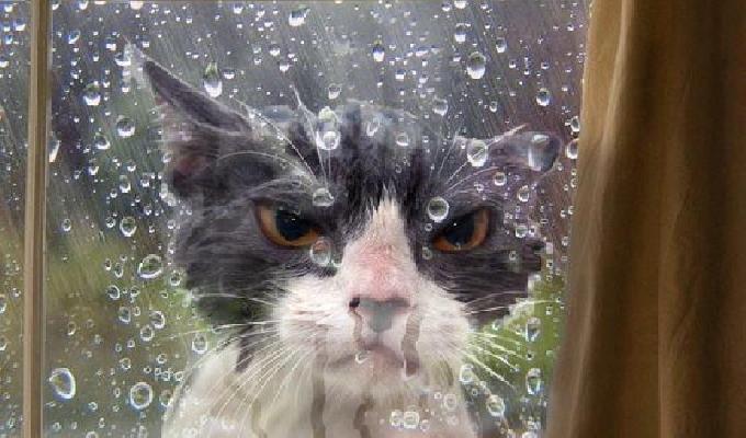 19 photos à mourir de rire de chats laissés à la porte