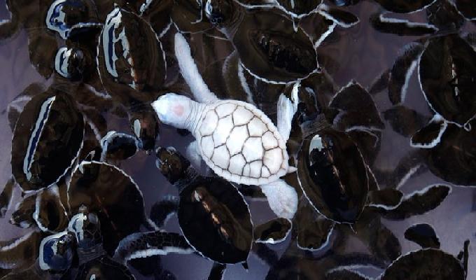 32 Photos Danimaux Albinos Dune Rare Beauté