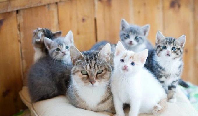 30 Photos Trop Mignonnes De Chattes Avec Leurs Chatons 