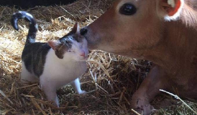 22 Animaux Entrain De Se Caliner Qui vont Vous Redonner Le sourire