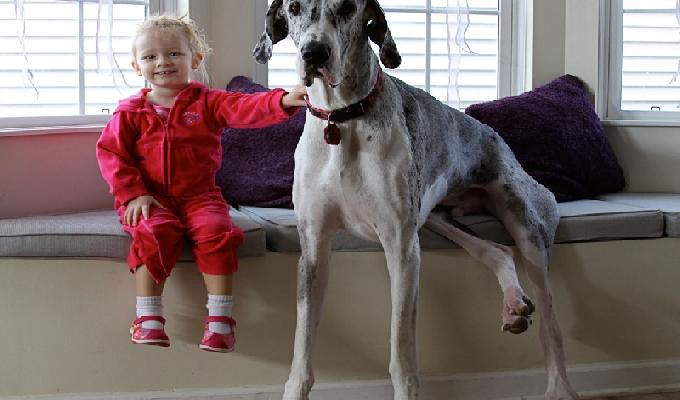 20 photos de bÃ©bÃ©s qui font la pose avec leur chien gÃ©ant