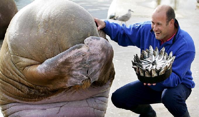 24 photos danimaux surprenantes qui fÃªtent leurs anniversaires comme les humains 