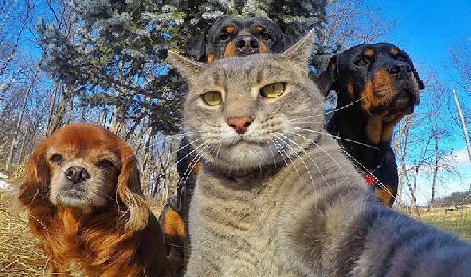 20 photos trÃ¨s drÃ´les danimaux qui prennent la pose pendant un selfie