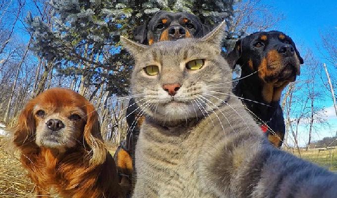 20 photos trÃ¨s drÃ´les danimaux qui prennent la pose pendant un selfie