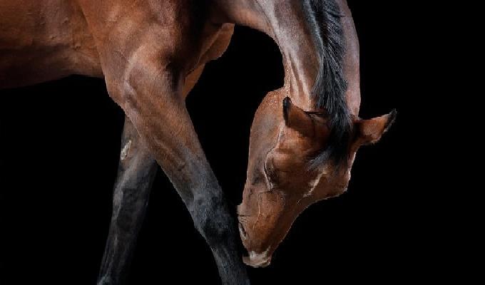 17 photos qui montrent que les chevaux sont les bÃªtes les plus Ã©lÃ©gantes du monde