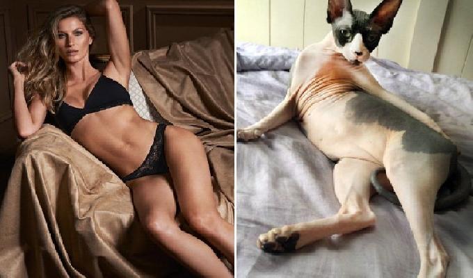 31 photos de chats qui se prennent pour des mannequins professionnels