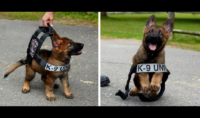 29 photos de chiots qui vont au travail pour la première fois