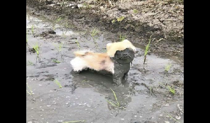 20 photos de chiens qui ont eu la mauvaise idÃ©e daller dans la boue