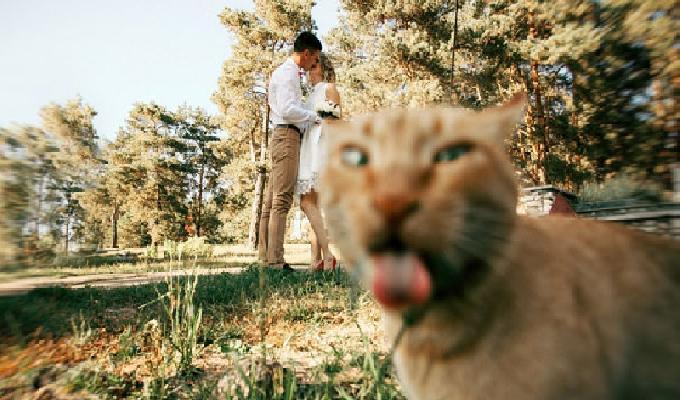 20 photos trÃ¨s drÃ´les complÃ¨tement ruinÃ©es par des chats