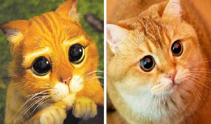 14 animaux ressemblant aux personnages de vos dessins animés préférés