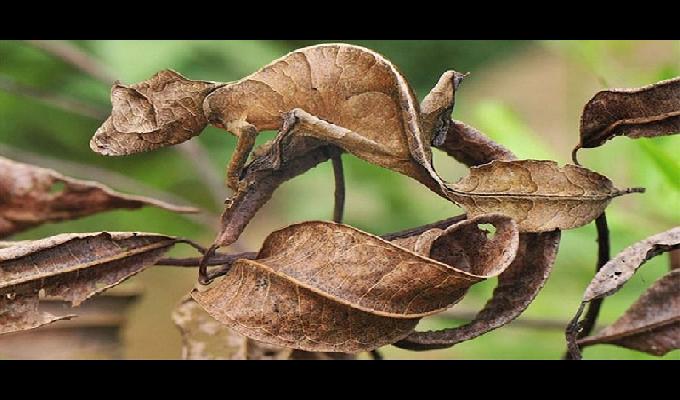 20 photos danimaux qui maitrisent le camouflage Ã  la perfection