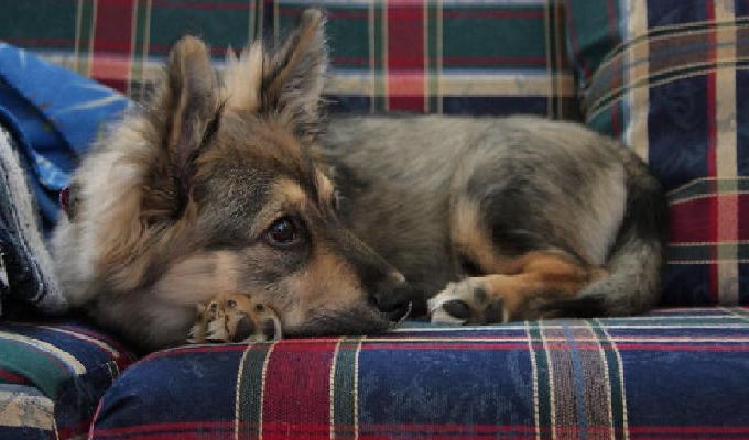 20 photos de corgis croisÃ©s avec dautres races de chien