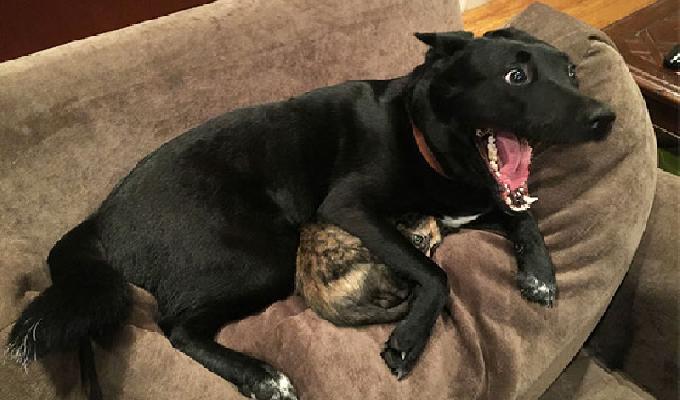 20 photos de chiens terrifiÃ©s par des choses ridicules