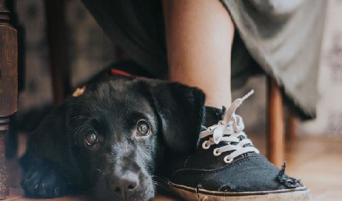 Les 20 photos gagnantes du concours du photographe de chiens de lannÃ©e