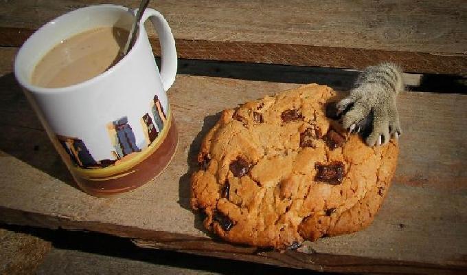 20 photos hilarantes de chiens et chats pris en flagrant délit 