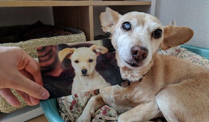 30 photos de chiens qui ont bien grandi au fil des années