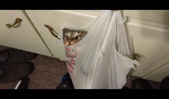 30 photos de chats devenus totalement fous Ã  cause de lherbe-aux-chats