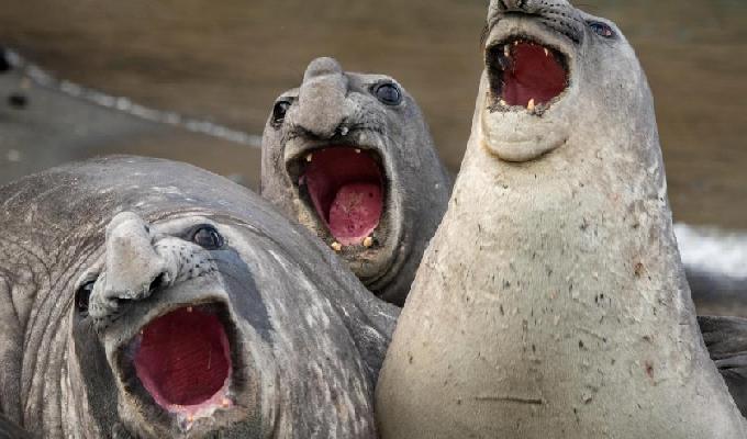 Les 34 photos animales les plus drÃ´les de lannÃ©e