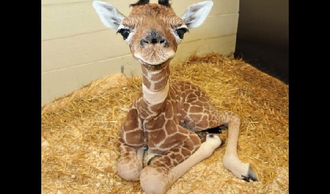 30 Photos De BÃ©bÃ©s Animaux Trop Mignon Qui Vont Vous Faire Craquer