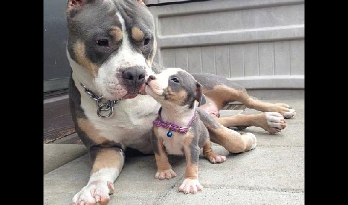 18 photos de chien en famille avec leurs chiots trop mignons