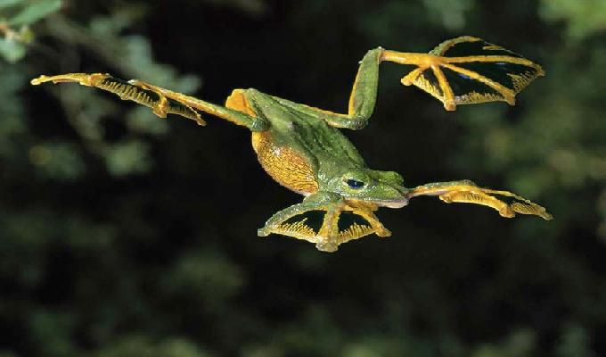 24 photos des espèces de grenouilles les plus fascinantes du web 