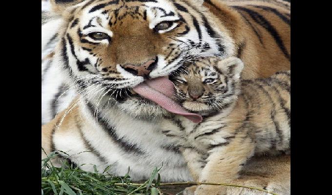 24 photos trÃ¨s touchantes de parents animaux avec leurs petits
