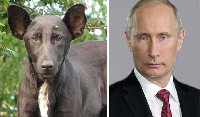 27 photos bluffantes de chiens qui ressemblent à des célébrités